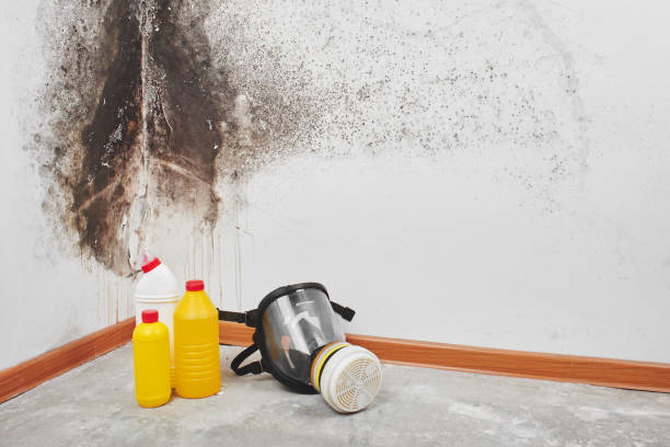 Best Residential Mold Removal  in Highlands, NC