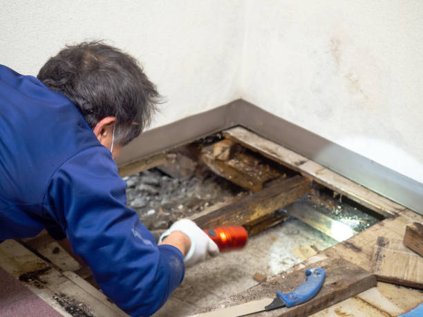 Best Certified Mold Removal  in Highlands, NC