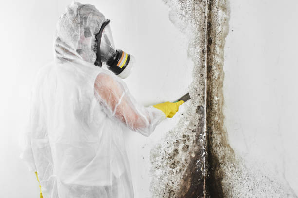 Best Affordable Mold Removal  in Highlands, NC