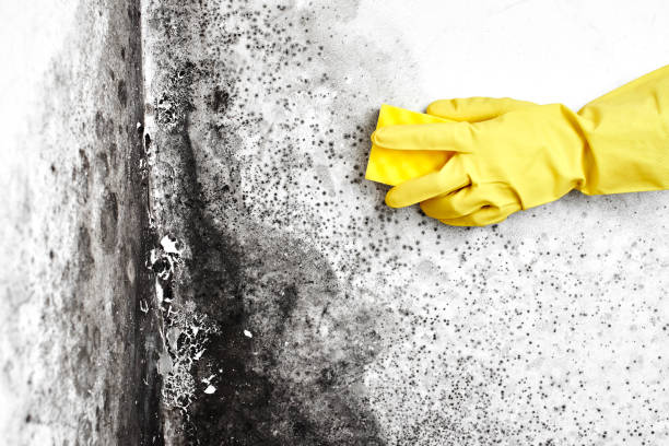 Crawl Space Mold Removal in Highlands, NC