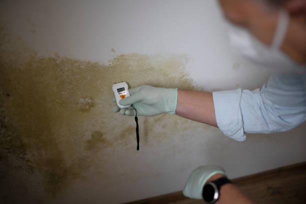 Best Home Mold Removal  in Highlands, NC