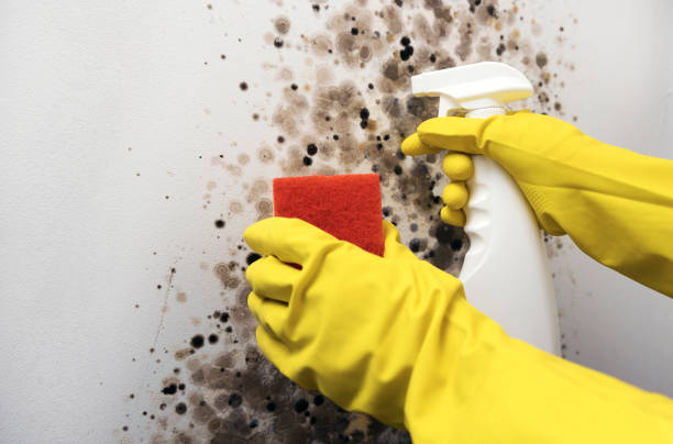 Best Attic Mold Removal  in Highlands, NC
