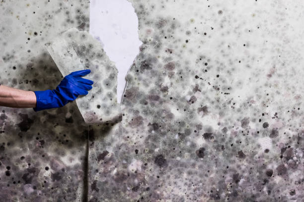 Best Local Mold Removal Service  in Highlands, NC